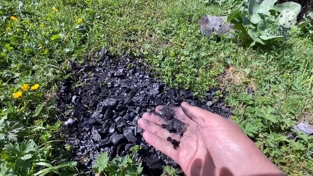 Болмо гулу | Мох сфагнум | Древесный уголь жана башка боюнча керектуу маалымат смотреть онлайн