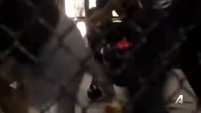 Королевство - Алви против Райана / Kingdom - Alvey Kulina vs Ryan Wheeler смотреть онлайн
