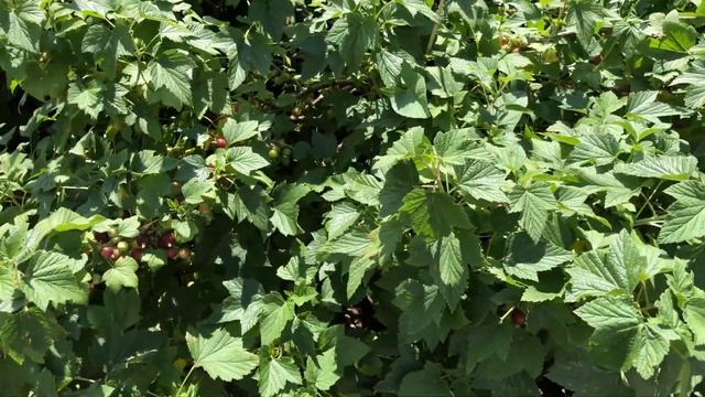 ЧЕМ ОБРАБОТАТЬ СМОРОДИНУ ОТ ТЛИ, ЕСЛИ НА НЕЙ УЖЕ ЯГОДЫ смотреть онлайн