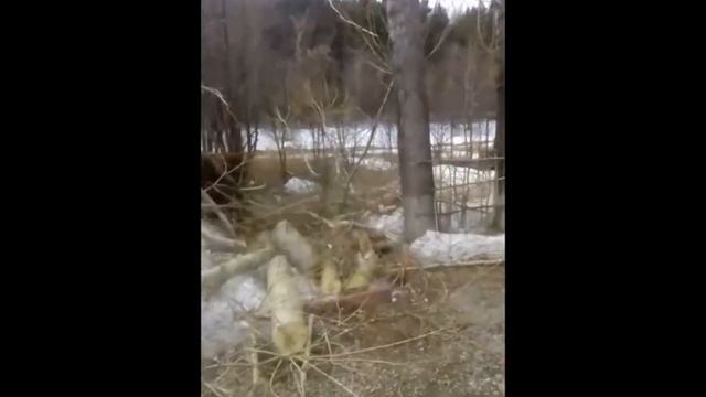 Санитарная обрезка тополей смотреть онлайн