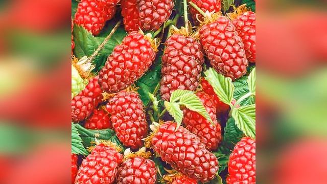 Ежемалина Тайберри Tayberry смотреть онлайн