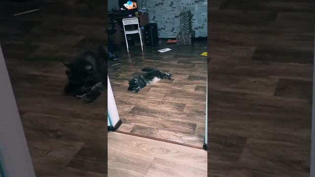 Вечерние забавы 2😃#мейнкун #друзья #игры смотреть онлайн
