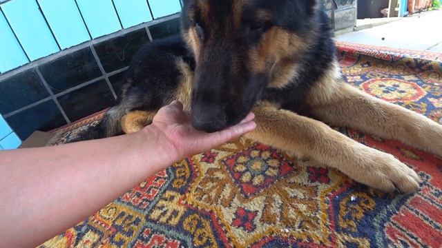 Станичная жизнь, только держись. смотреть онлайн