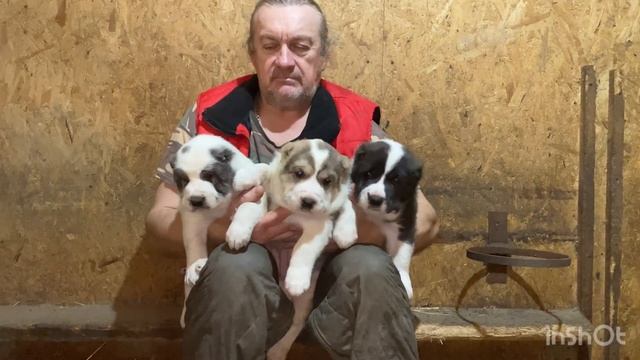 +79157787787.Первая дегельминтизация/глистогонка щенков САО/алабай.06.10.2023 д.р.Празицид суспензи смотреть онлайн