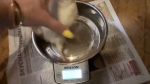 Вес техасского перепела в 1 и 2 месяца. Как выбрать самок для маточного стада