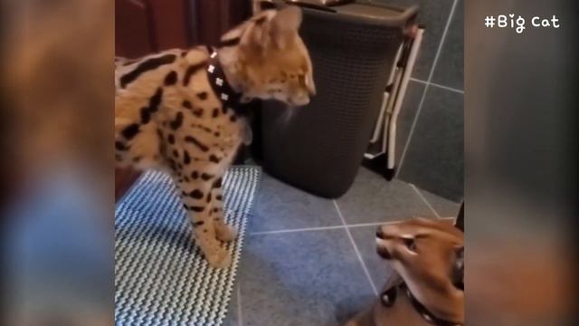 Growling Caracal Adolf & Serval Myxa : Floppa & Myxa