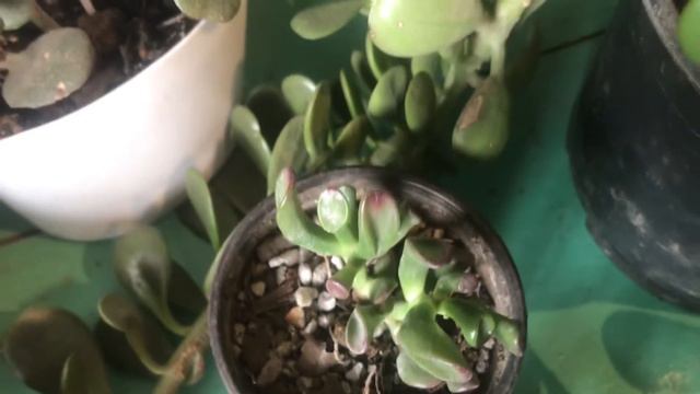 ¿Cómo propagar por hoja oreja de Shrek? (Crassula ovata "gollum"). Crassulas y Jade. смотреть онлайн