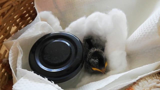 Мы нашли птенца ласточки! #1 смотреть онлайн