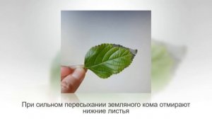 ЛАНТАНА из семейства вербеновые. Уход и разведение в домашних условиях