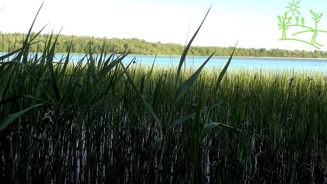 2 Часа! Умиротворение Лето Озеро Пение птиц смотреть онлайн