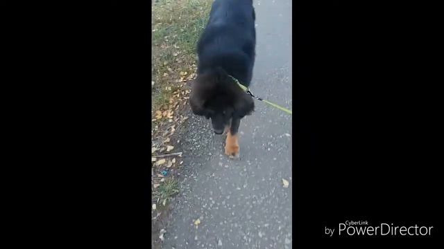 У меня пропал голос. Свидание с Алиной часть 2. смотреть онлайн