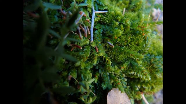 Selaginella Denticulata Or Mediterranean Clubmoss