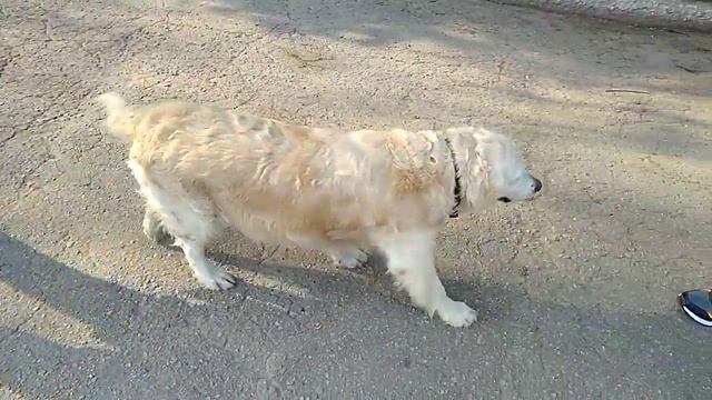 Новое знакомство Джек рассела смотреть онлайн