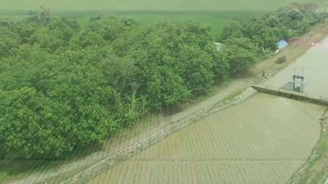 Demarea pengembangan model produksi padi sawah irigasi hasil tinggi смотреть онлайн