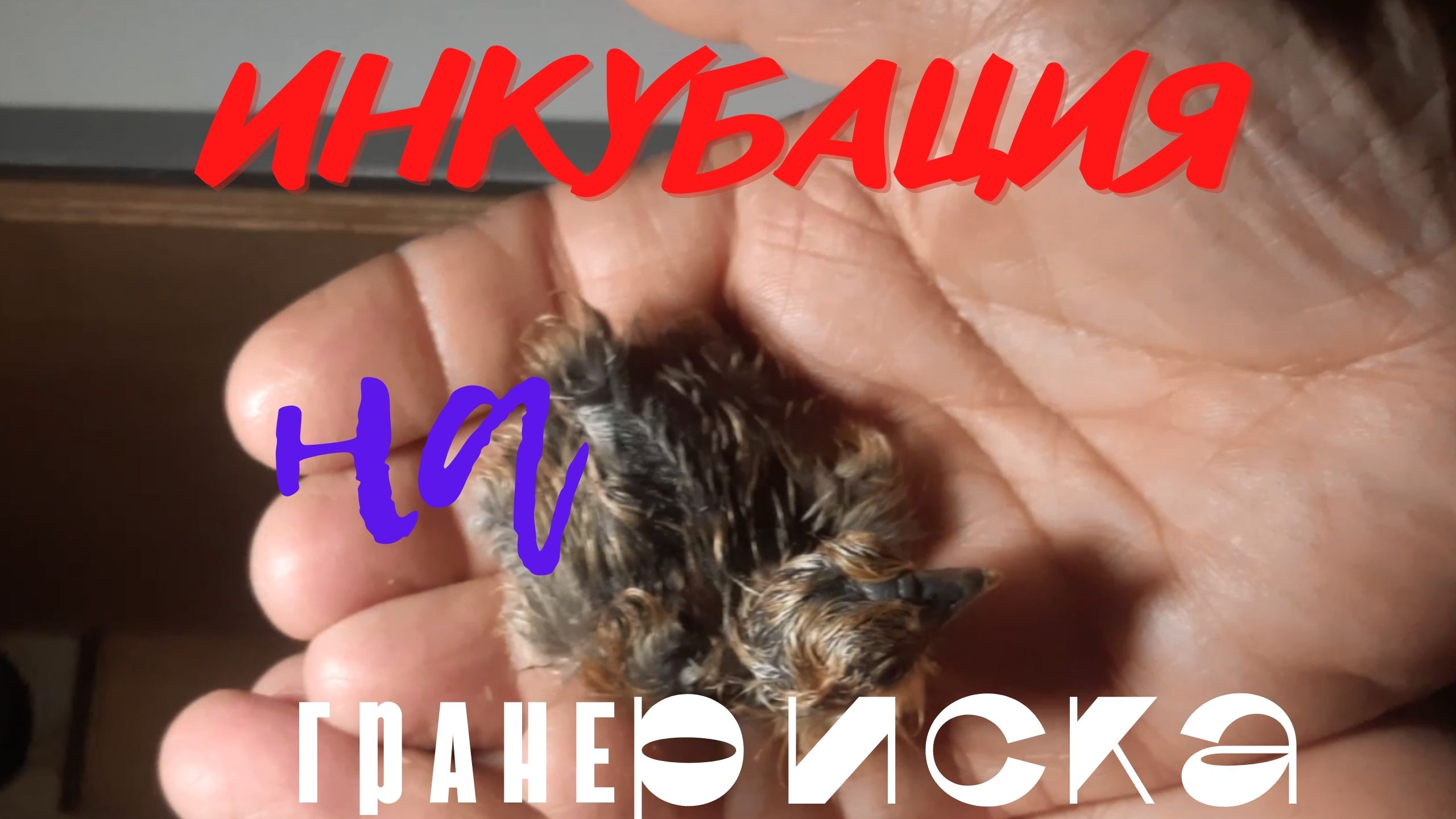 Инкубация цыплят на гране риска. смотреть онлайн