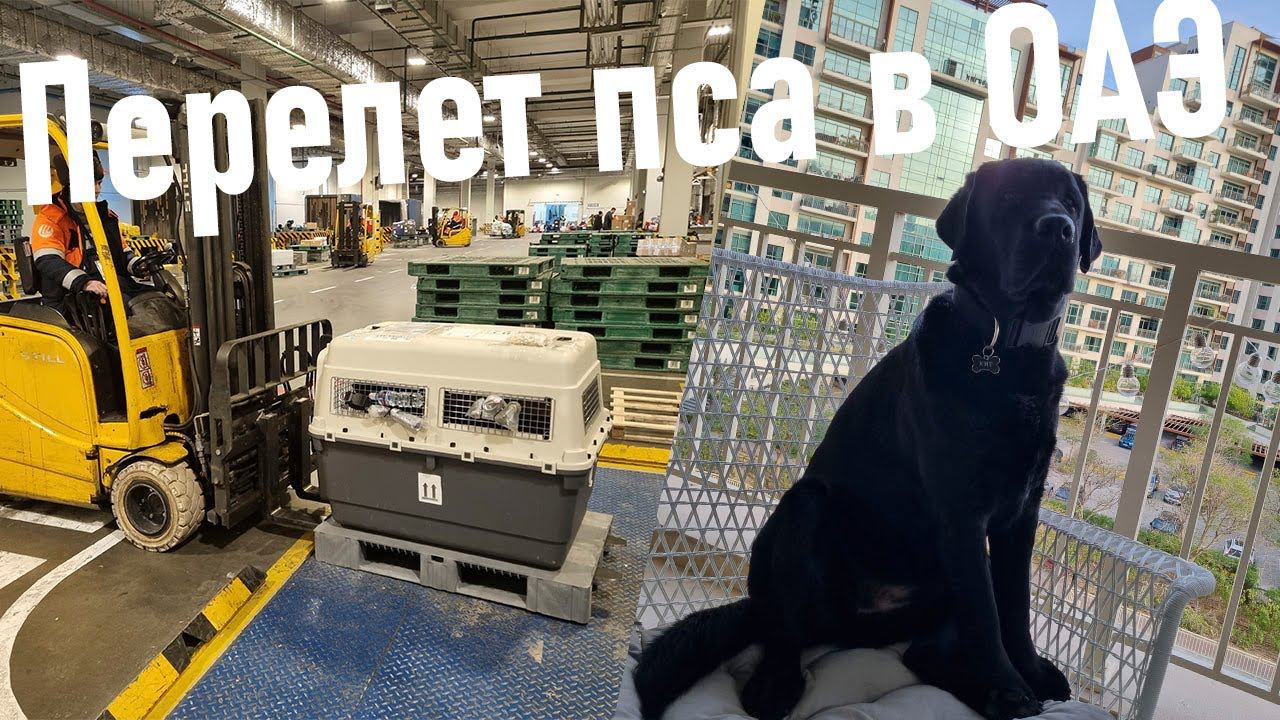 Перевозка большой собаки в ОАЭ смотреть онлайн