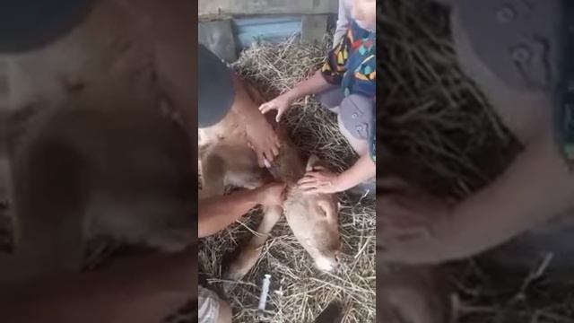 Укол теленку. Зооветус смотреть онлайн