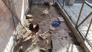 Карликовый петух у соседских курочек