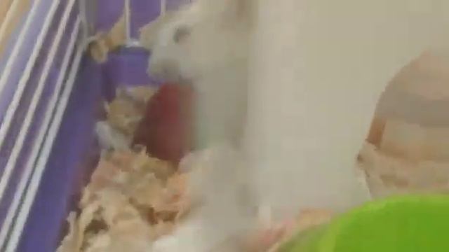 Утро с моими питомцами/ хомяки/ свинки/ черепаха / рыбки/ хомяки тоже любят🐹🐹🐹 смотреть онлайн