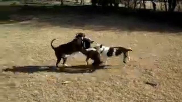 Alabama Boston Terrier Rescue Available 2012 : Mr. Bongo and Isabelle смотреть онлайн