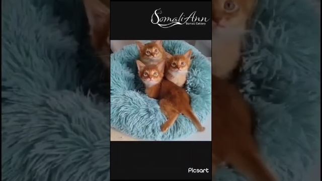 Кошка, похожая на лису. Порода Сомали. Всегда привлекает к себе внимание своей уникальностью. смотреть онлайн