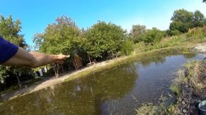 Выращивание карпа в маленьком пруду возле дома, эксперимент. ч25. первый улов.