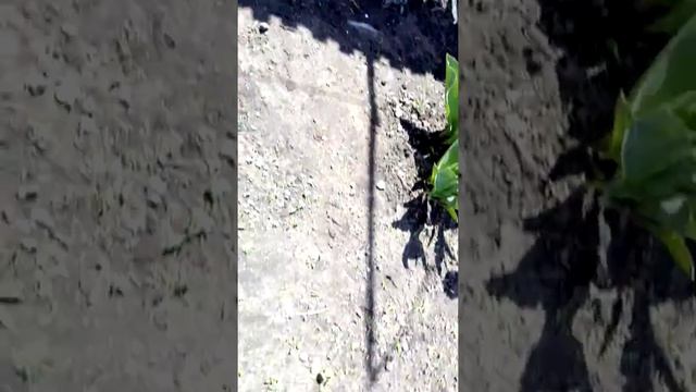 муравьи на голубике блюголд смотреть онлайн