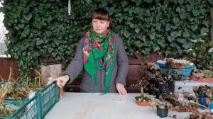 Обзор видов. Плющ (Хедера) / elena_k_bonsai