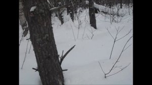 410 калибр, для охоты на куриц? И не только.