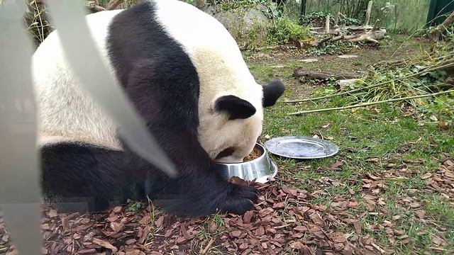 Зоопарк у Відні. Вена. Wien zoo. 2022. панда смотреть онлайн