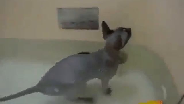 Мая кошка плавает смотреть онлайн