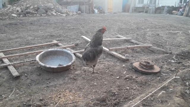 Помет за зимний сезон (от 70 голов) Факт об Араукане смотреть онлайн