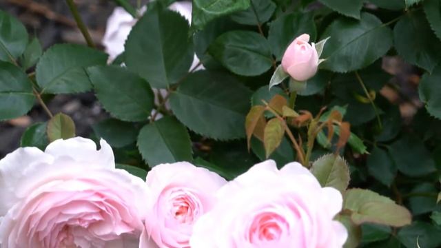 David Austin Rose: Olivia Rose Austin (2nd year) смотреть онлайн