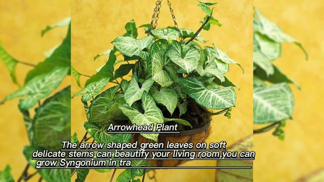 Best Indoor Plants For Living Rooms/Top Beautiful Houseplants смотреть онлайн