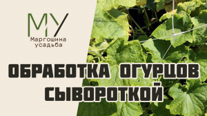 Обработка огурцов молочной сывороткой