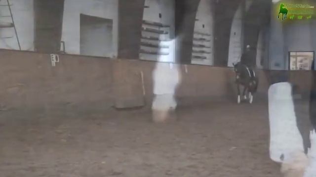 Test Veredus Gamasche Piaffe Evo смотреть онлайн
