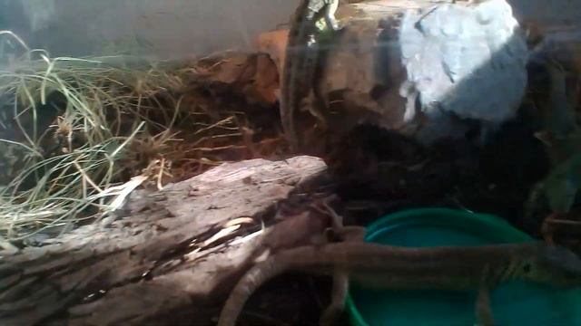 Прыткие ящерицы (Lacerta agilis exigua) пьют воду. Готовим рептилий к зимней спячке смотреть онлайн