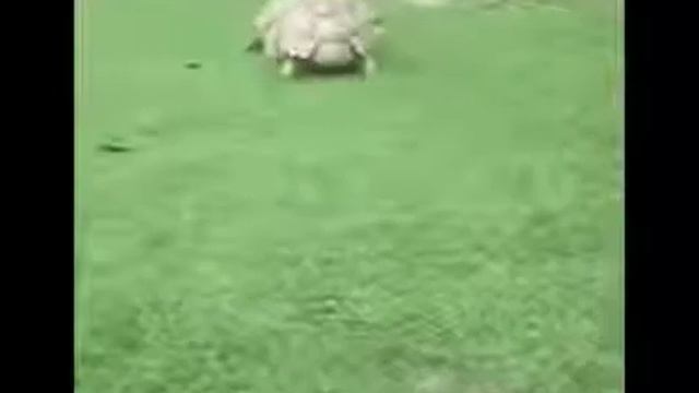 День животных