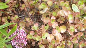 Очиток красный.