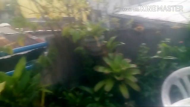 Vicious bee in real life bee swarm simulator смотреть онлайн