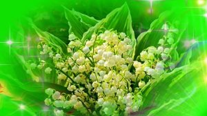 Футаж. Цветочный фон 19