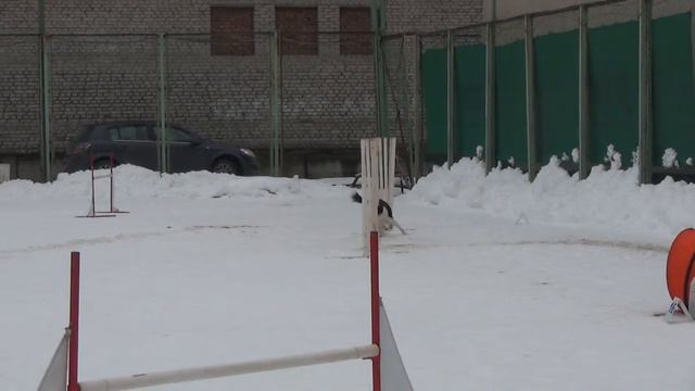 Д-Open Large - Ефремова Ирина и бордер колли Джей смотреть онлайн
