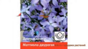 Маттиола двурогий Маттиола двурогая ? обзор: как сажать, семена маттиолы Маттиола двурогая