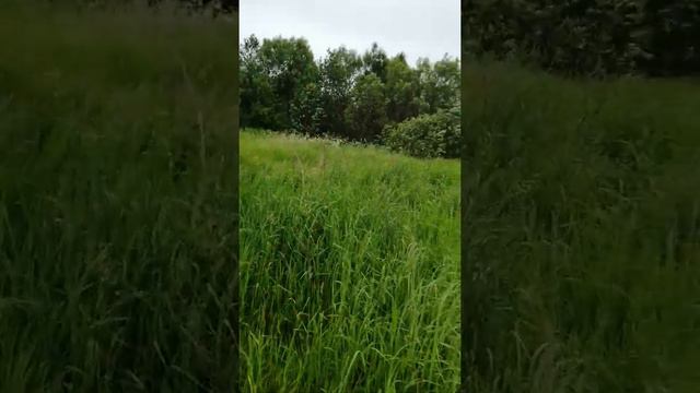 Заброшенный завод в Тверской области смотреть онлайн