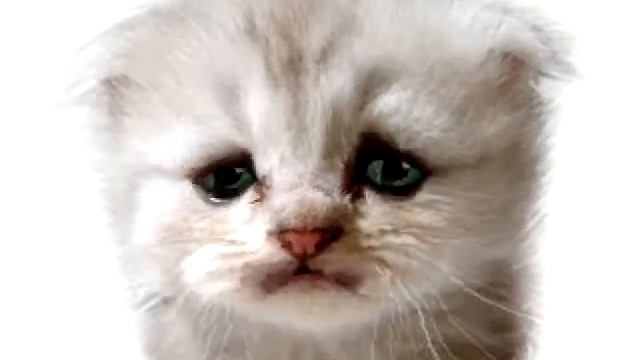 кто любит кошек? на получите смотреть онлайн