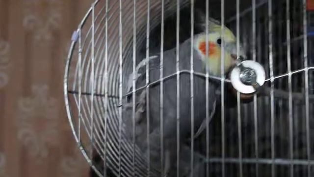 Корелла Наруто смотреть онлайн