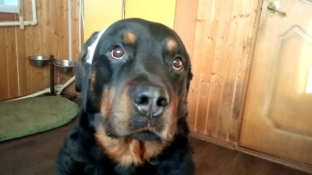 НУЖНО ЛИ КАСТРИРОВАТЬ СОБАКУ?ДРЕССИРОВКА И ВОСПИТАНИЕ РОТВЕЙЛЕРА смотреть онлайн