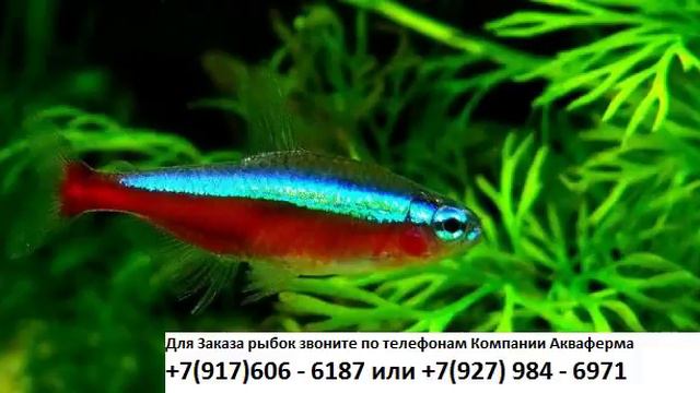 Неон красный Ульяновск Акваферма смотреть онлайн