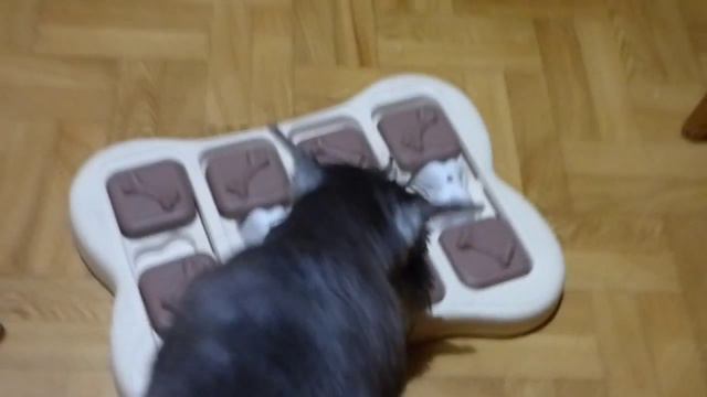 Джесси решает собачью головоломку смотреть онлайн