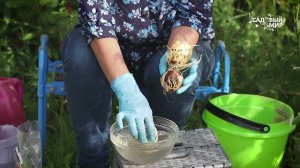 Рябчики точно зацветут! Посадить именно так! Все тонкости посадки цветка рябчика императорского